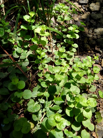 {Lysimachia nummularia}